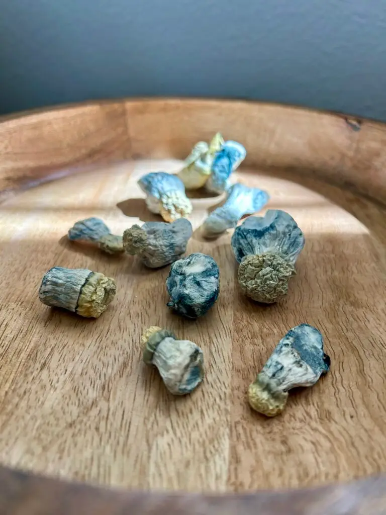 Blue mushroom representing evaluation & planning for a psilocybin journey